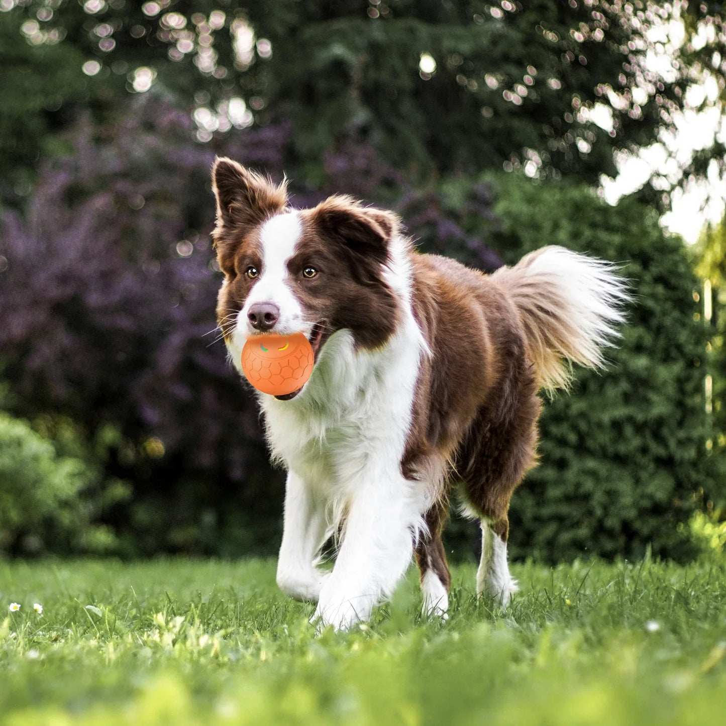 Interactive RGB Dog & Cat Toy Ball – USB Auto-Bouncing