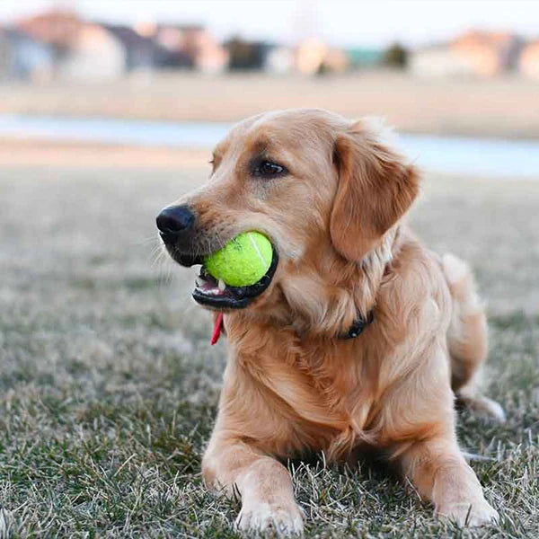 AMA Tennis Balls,12-Pack Advanced Training Tennis Balls for Beginner, Pet Dog practice Tennis Balls with Mesh Bag for Easy Carry