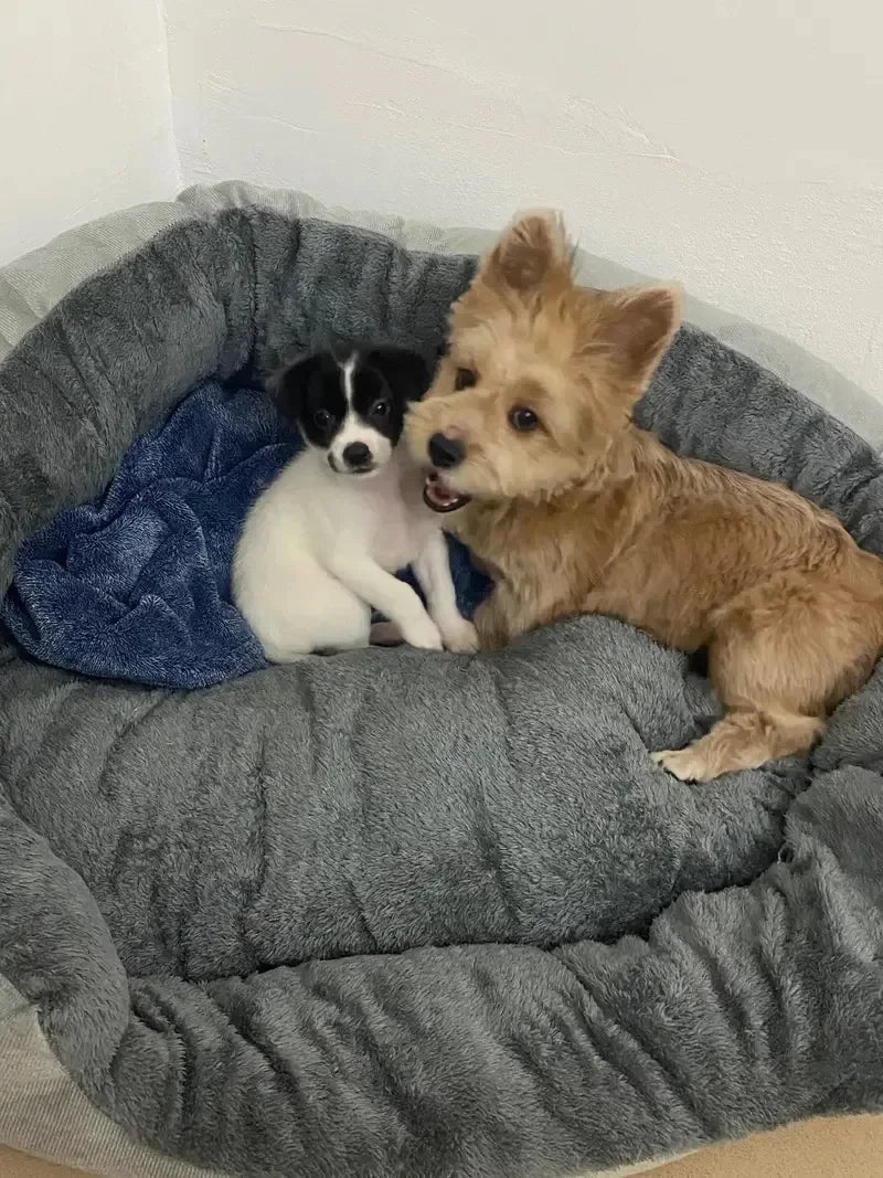 Soft Warm Dog Sofa Bed – Medium & Large Dogs