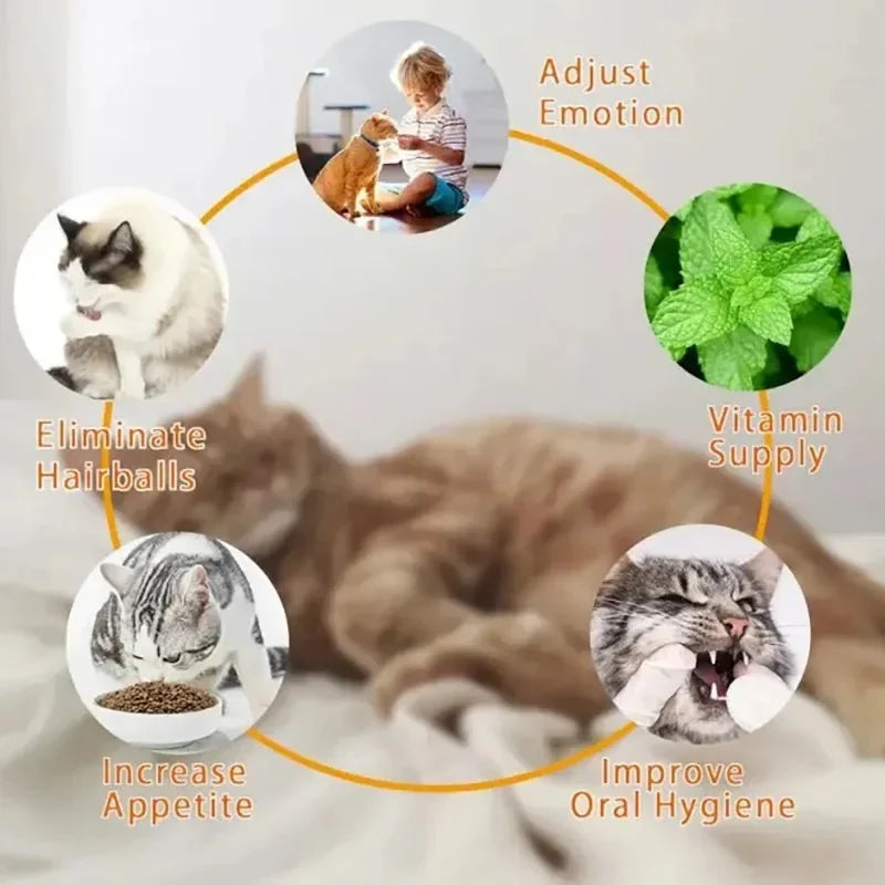 Catnip & Silver Vine Cat Toy Ball – Teeth Cleaning & Digestive Health